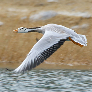 Bar-headed Goose